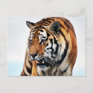 Carte Postale La vie sauvage des tigres du Bengale