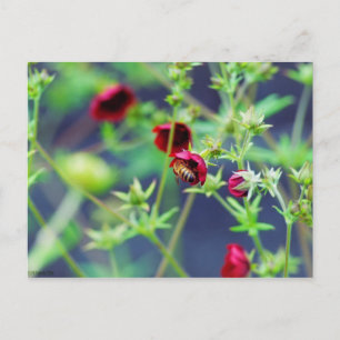 Carte Postale L'abeille à la fleur rouge