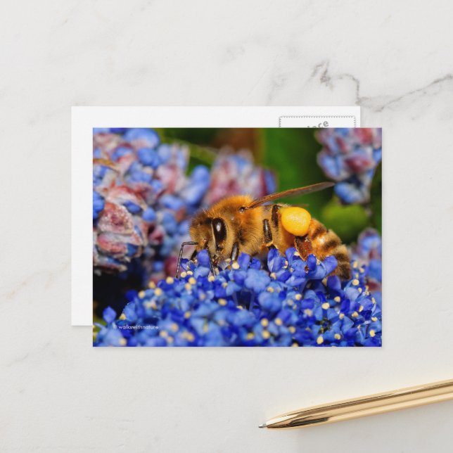 Carte Postale L'abeille À Miel Rassemble Le Pollen De Californie (Devant/Arrière en situation)