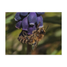 L'abeille de miel bénéficie d'une fleur bleu foncé