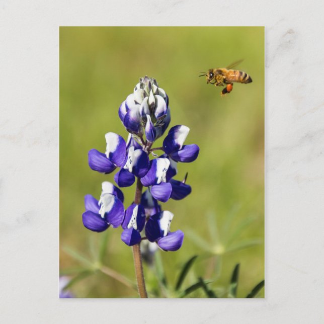 Carte Postale L'abeille occupée à la recherche d'une fleur de Lu (Devant)