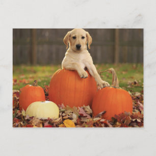 Carte Postale Laboratoire jaune à l'automne