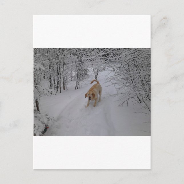 Carte Postale Laboratoire Jaune Jouer dans la neige fraîche d'hi (Devant)