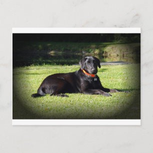 Carte Postale Laboratoire noir