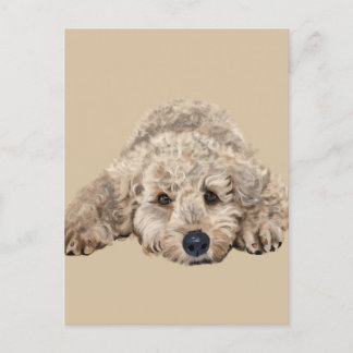 Carte Postale Labradoodle