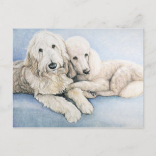 Carte postale Labradoodle et Standard Poodle Dog A