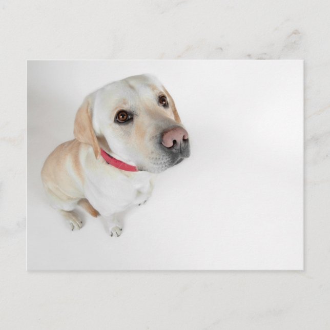 Carte Postale labrador (Devant)