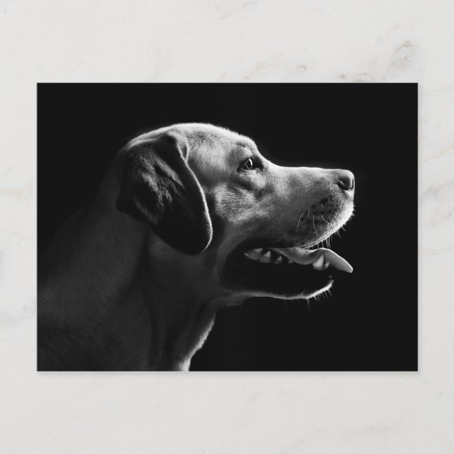 Carte Postale labrador (Devant)
