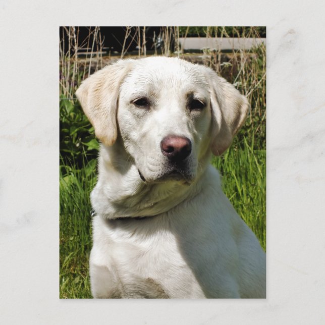 CARTE POSTALE LABRADOR DOG (Devant)