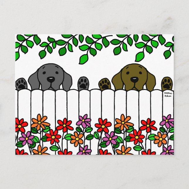 Carte Postale Labrador Duo vous regarde (Devant)