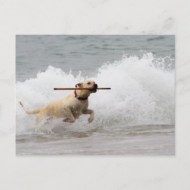 Carte Postale Labrador - Jaune - Allez chercher ! (Devant)