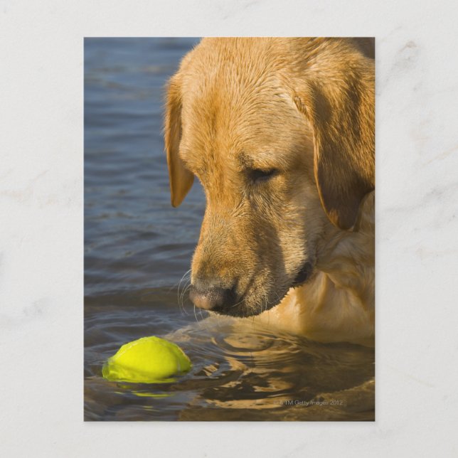 Carte Postale Labrador jaune avec une balle de tennis dans l'eau (Devant)