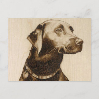 Carte Postale Labrador noir