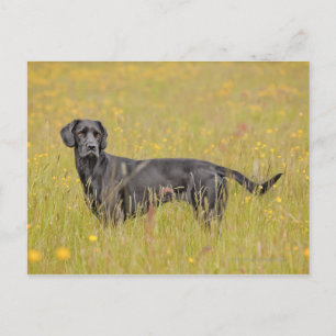 Carte Postale Labrador noir 16 mois 2
