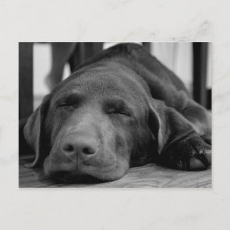 Carte postale Labrador Puppy