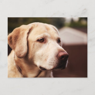 Carte Postale Labrador Retriever