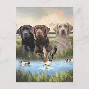 Carte Postale Labrador Retrievers, (Chasse aux chiens)