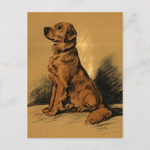 Carte Postale Labrador vintage