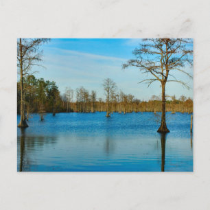 Carte Postale Lac Cypress