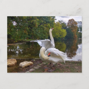 Carte Postale Lac de Swan