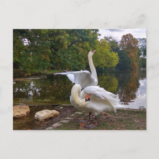 Carte Postale Lac de Swan (Devant)