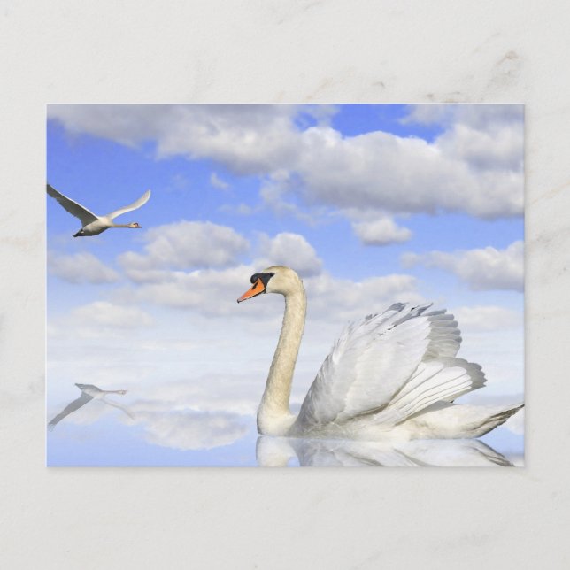 Carte Postale Lac des Cygnes (Devant)