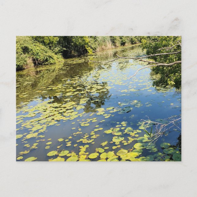 Carte Postale Lac Érié Metropark River View (Devant)