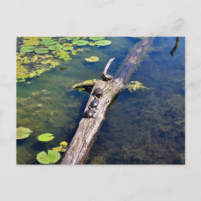 Carte Postale Lac Érié Metropark Turtle Log Vertical (Devant)