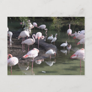 Carte Postale Lac Flamingo