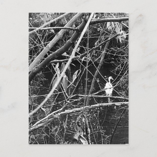 Carte Postale lac george (Devant)