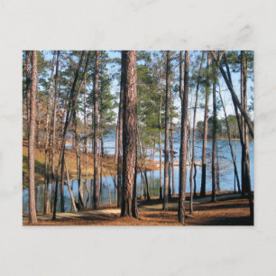Carte Postale Lac Martin Alabama Forêt au bord du lac Photograph