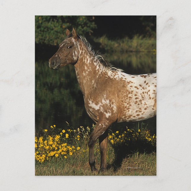 Carte Postale Lac se tenant prêt horse d'Appaloosa (Devant)
