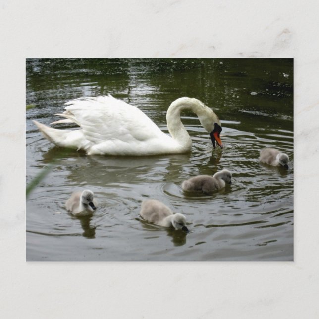 Carte Postale Lac Swan (Devant)