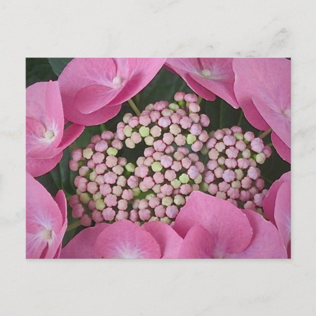 Carte postale Lacecap Hydrangea (Devant)