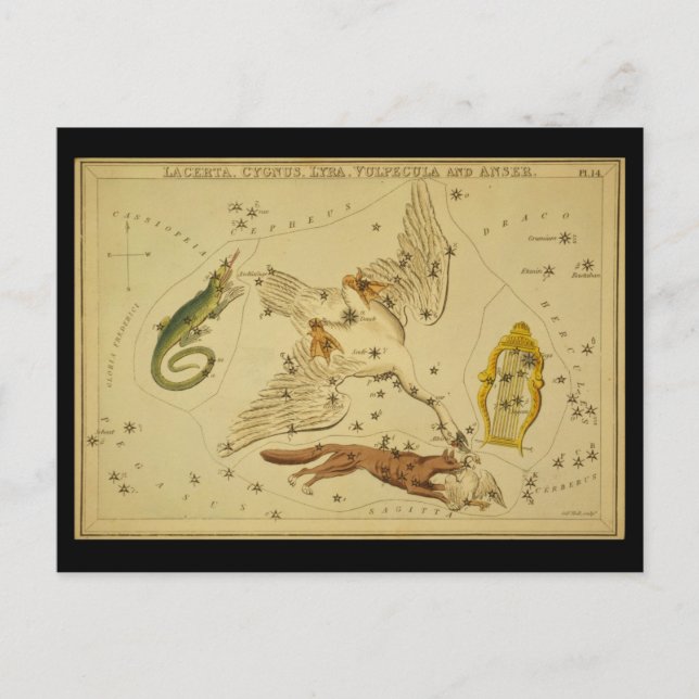 Carte Postale Lacerta, Cygnus, Lyra, Vulpecula et Anser (Devant)