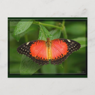 Carte Postale Lacewing rouge