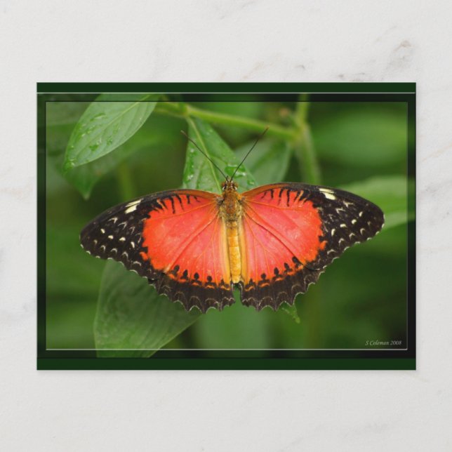 Carte Postale Lacewing rouge (Devant)