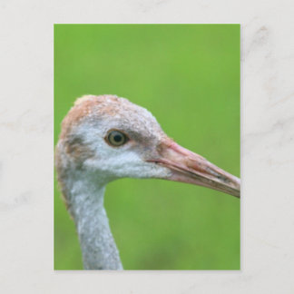 Carte Postale L'Ado de la grue de Sandhill