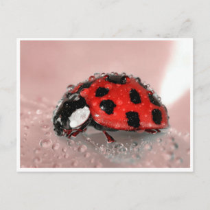 Carte Postale Lady Bug