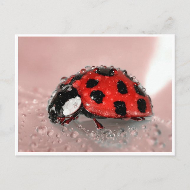 Carte Postale Lady Bug (Devant)