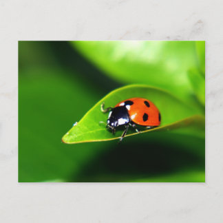 Carte Postale Lady Bug on A Leaf