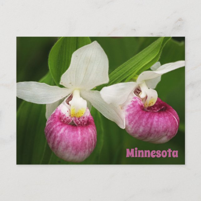 Carte postale Lady Slipper (Devant)