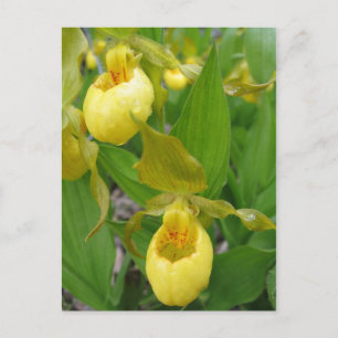 Carte Postale Lady Slipper