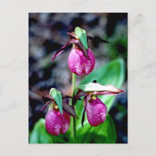 Carte Postale Lady Slipper I, Jardin Rose Vert Délice (Devant)