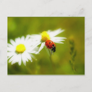 Carte postale Ladybird