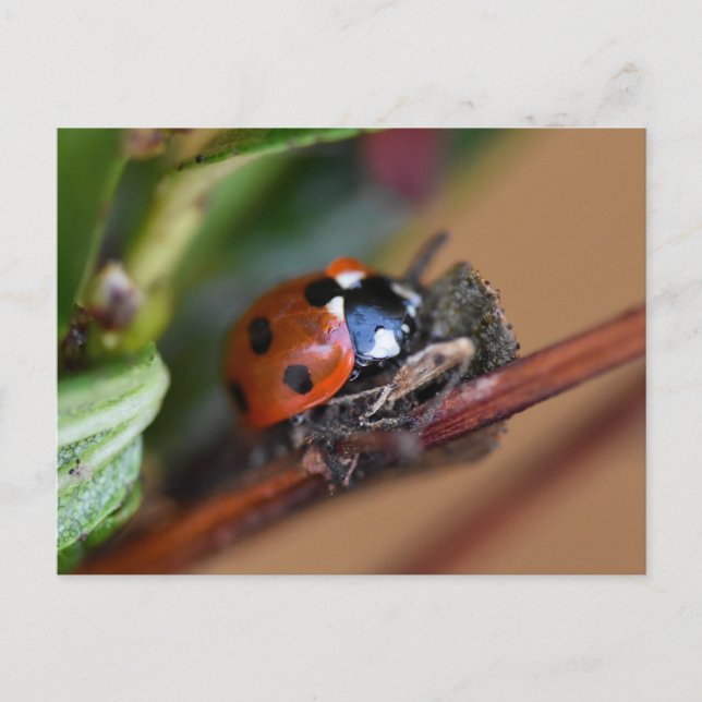 Carte Postale Ladybird (Devant)