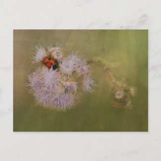 Carte Postale Ladybird sur Dandelion pourpre