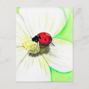 Carte Postale Ladybird sur une peinture à fleurs blanches
