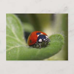 Carte Postale Ladybug