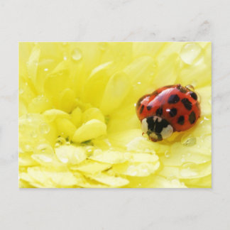 Carte Postale Ladybug